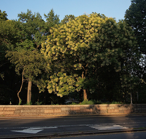 81st Street Transverse, Central Park