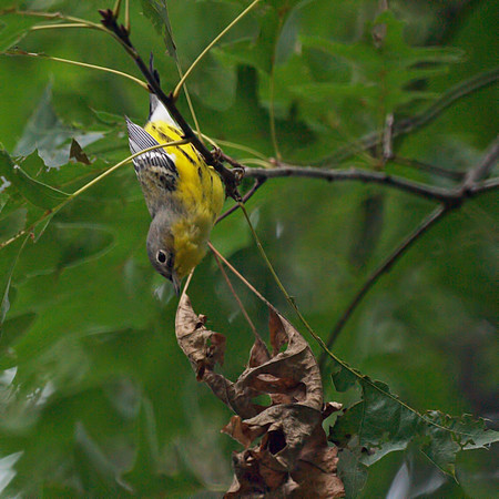 Magnolia Warbler, Central Park