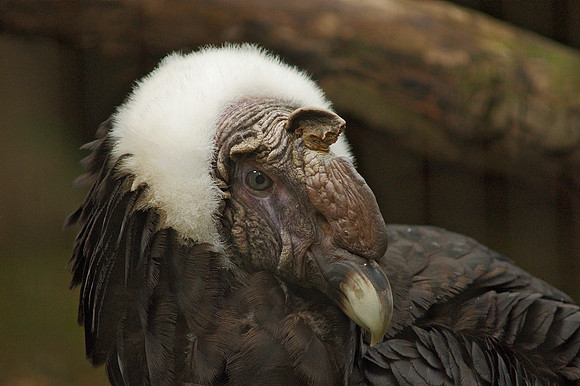 Andean Condor, Bronx Zoo