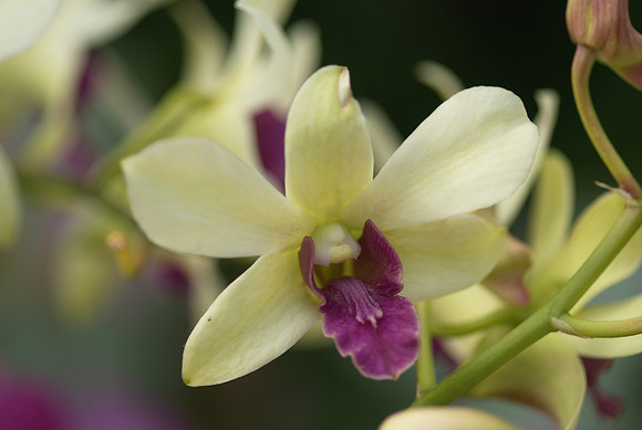 Dendrobium hybrid
