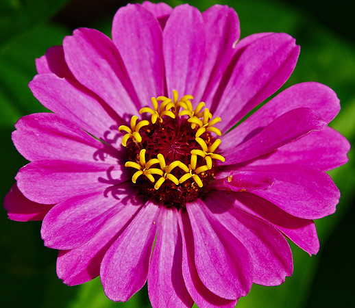 zinnia