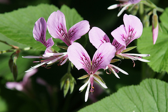 Pelargonium