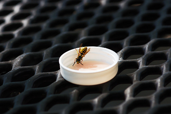composition with yellow jacket