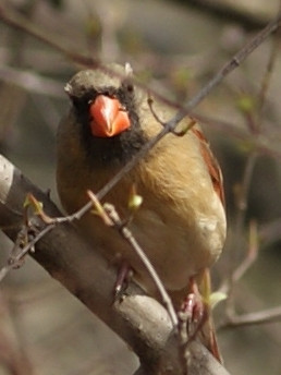 cardinal wondering what you're up to
