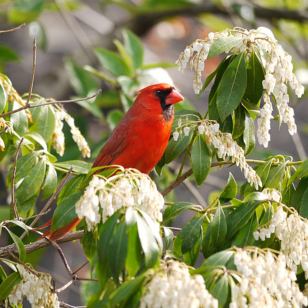 Cardinal and Pieris, Central Park