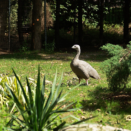 Cape Barron Goose, Prospect Park Zoo