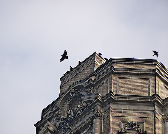 Crows, Upper West Side
