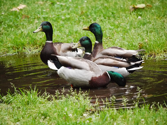 Mallards at a watering hole, Central Park