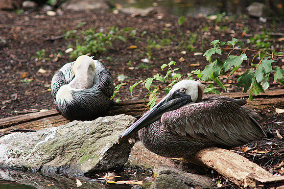 Pelicans, Bronx Zoo