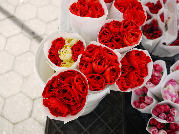 Red Tulips, Greenmarket