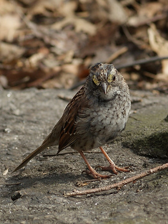 sparrow in action (2)