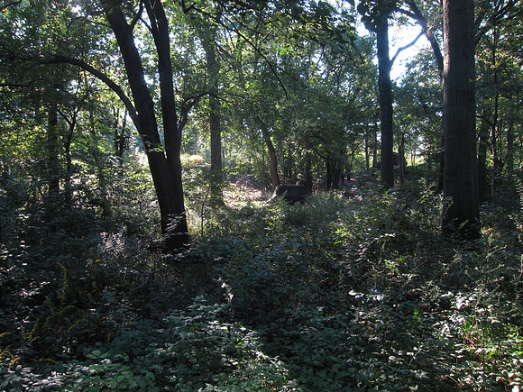 Central Park