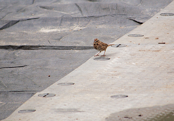 Song Sparrow, Bryant Park