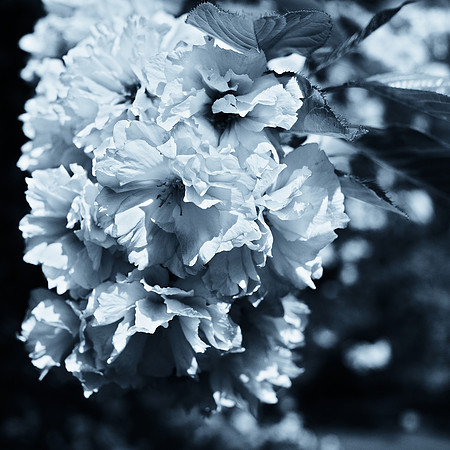 cherry blossoms