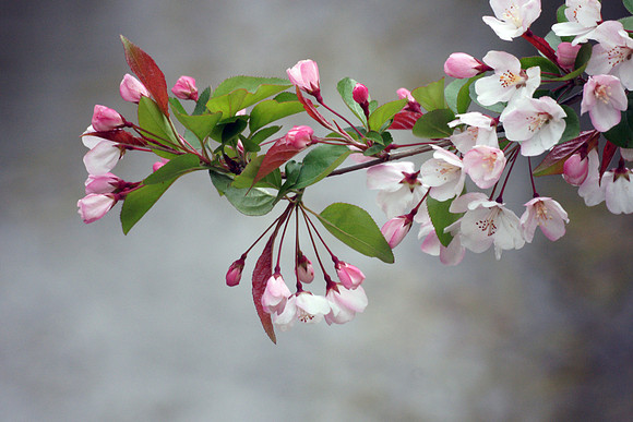 Cherry Blossoms, Central Park