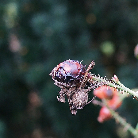 bad berry bokeh