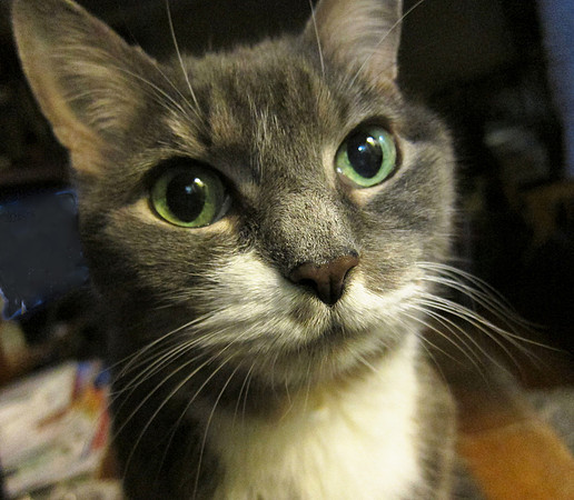 Lucy Furr