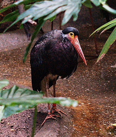 Storm's Stork