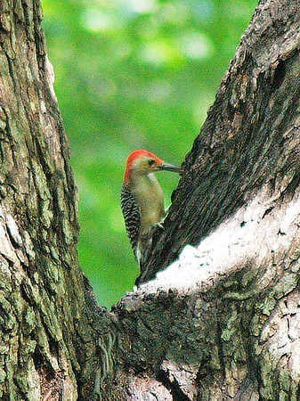 woodpecker at work