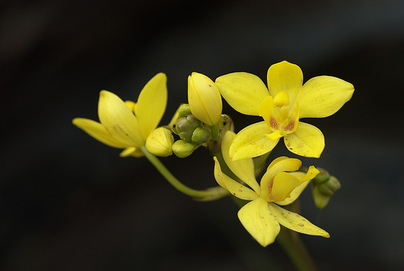 Spathoglottis plicata (without aphids!)