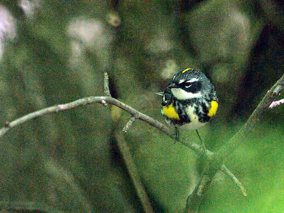 Yellow-Rumped (Myrtle) warbler