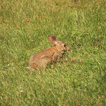 Rabbit, Traveler Food and Books