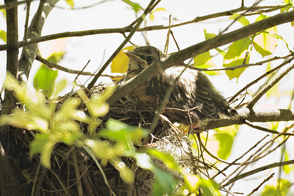 Baby Robin steppin' out