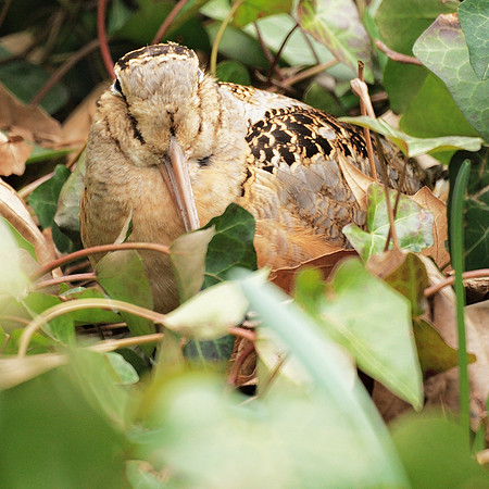 American Woodcock, Bryant Park