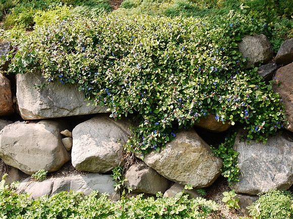 Brooklyn Botanic Garden