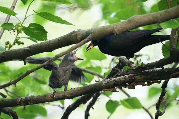 Grackle feeding