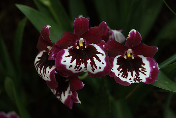 Miltoniopsis hybrid