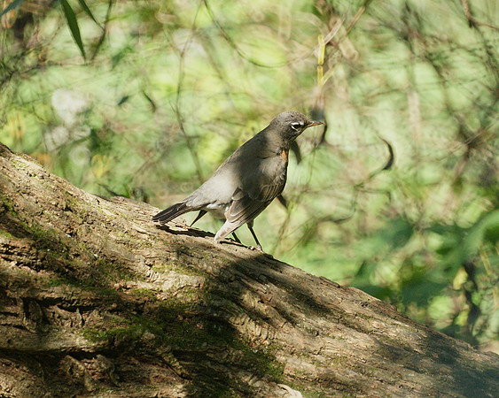 American Robin, Central Park