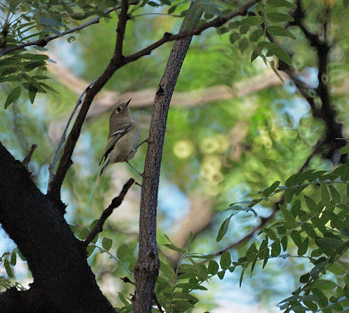 Ruby-Crowned Kinglet, Midtown Manhattan