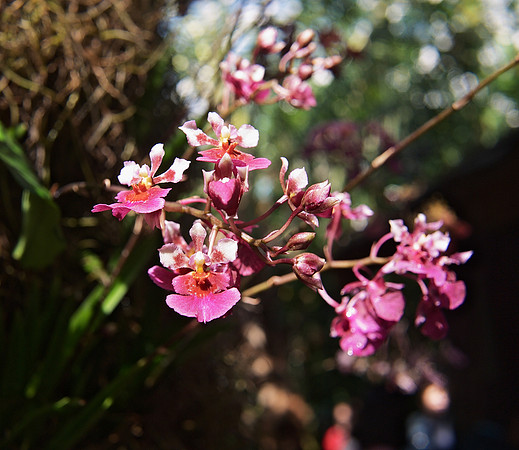 Tolumnia orchid