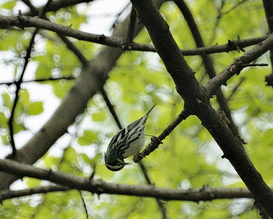 Black and White Warbler, Central Park