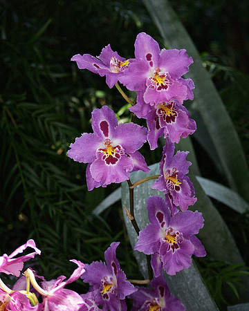 Vuylstekeara orchid