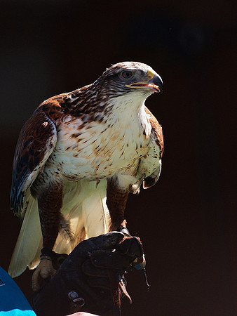 Ferruginous Hawk