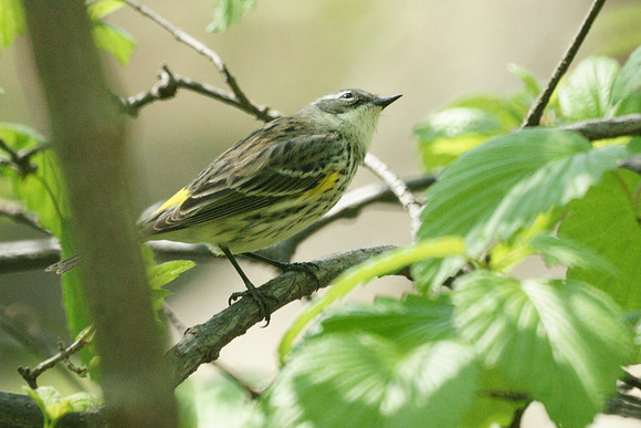 Yellow-Rumped Warbler, Central Park