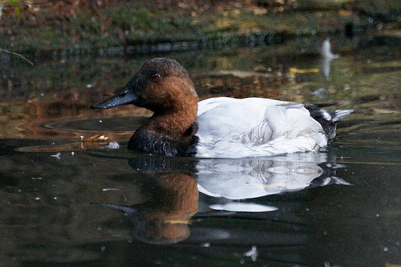Duck, Queens Zoo