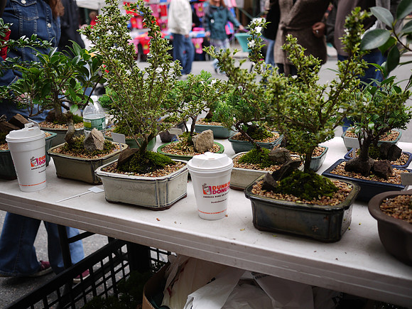Dunkin' Bonsai