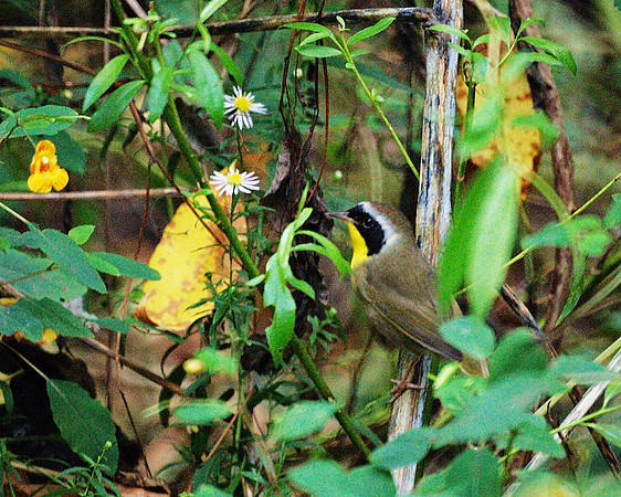 Common Yellowthroat, Central Park