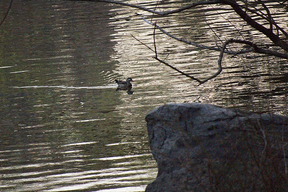 Wood Duck at dusk, Central Park Lake