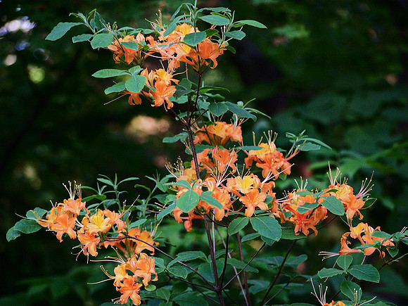 Azaleas