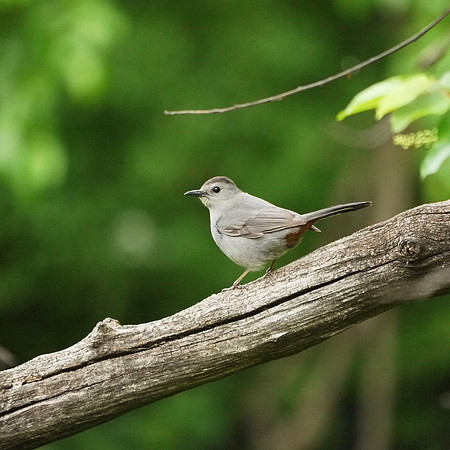 Catbird, Central Park