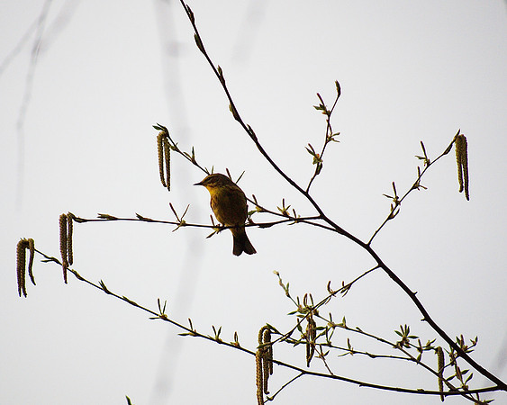 Palm Warbler