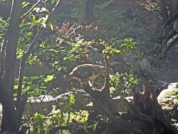 Young Red-Tailed hawk, The Ramble, Central Park