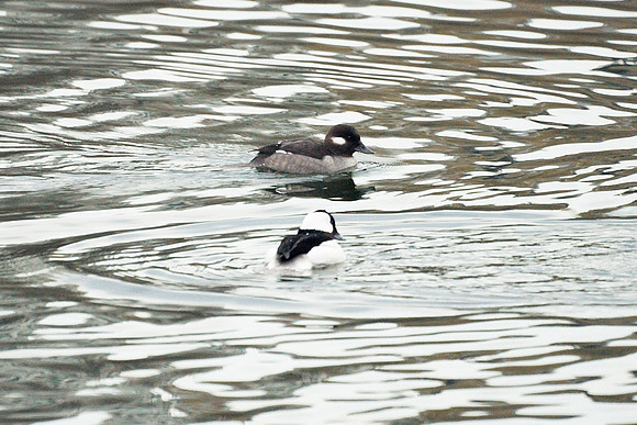 Buffleheads