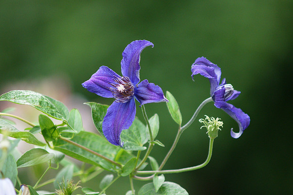 At the Brooklyn Botanic Garden