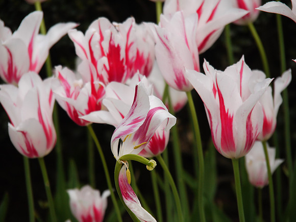 Tulips, Central Park Conservancy Garden