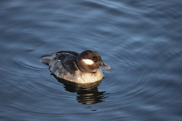 Bufflehead, Central Park Reservoir